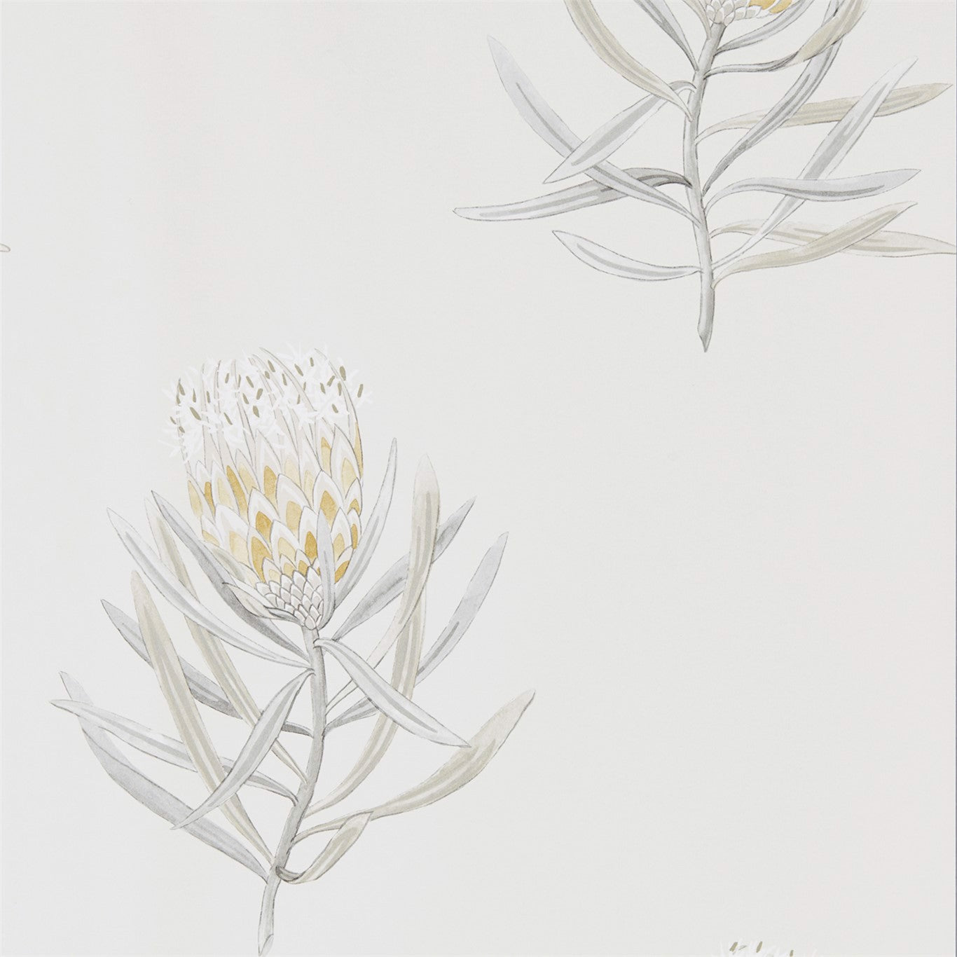 Protea Flower - Klassiska Engelska Möbler